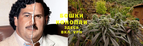 прущие грибы Медвежьегорск